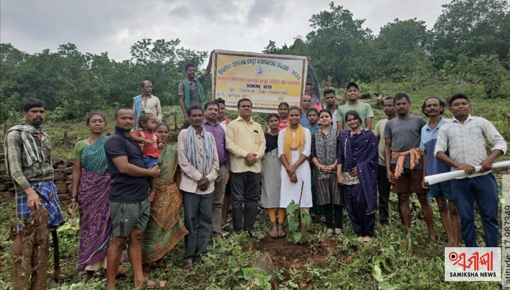 ମାଲକାନଗିରି: ସ୍ୱାଭିମାନ ଅଞ୍ଚଳରେ ବେଆଇନ ଗଞ୍ଜେଇ ଚାଷ ରୋକିବା ଓ ସ୍ଥାୟୀ ଜୀବିକା ପାଇଁ ଆଇଟିଡିଏ ପକ୍ଷରୁ ବୃହତ ଜାଫ୍ରା ଚାଷର ଶୁଭାରମ୍ଭ – ସମୀକ୍ଷା ଖବର