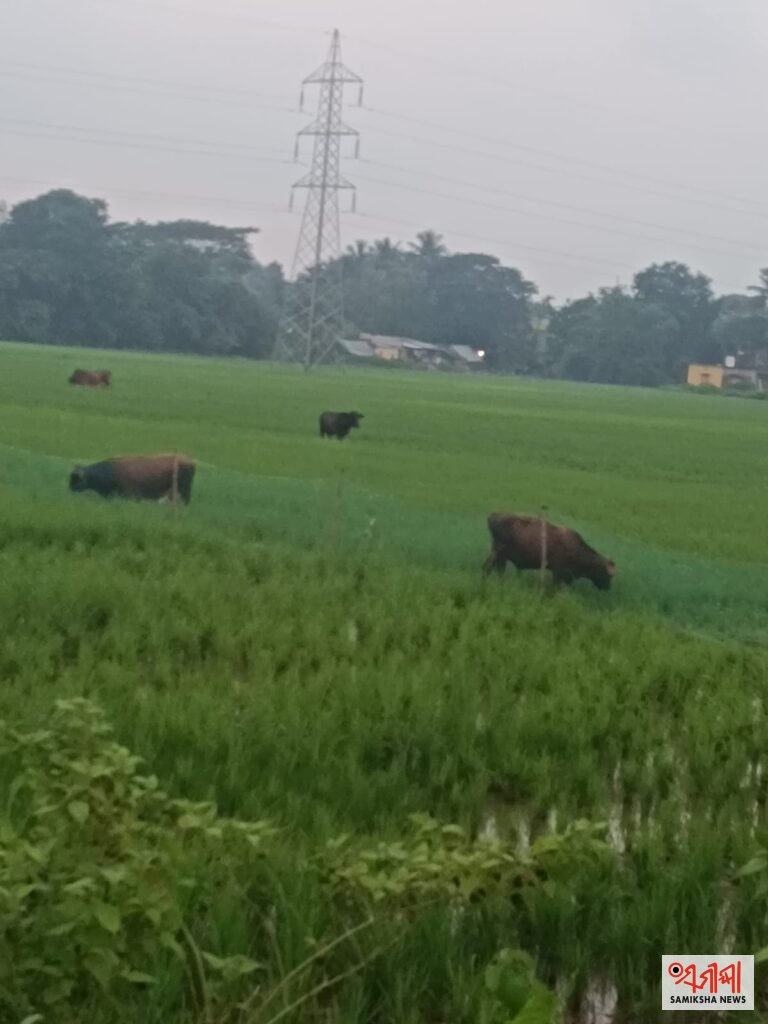 ଷଣ୍ଢ ଉପଦ୍ରଵ, ଚାଷୀ ହତାଶ – ସମୀକ୍ଷା ଖବର