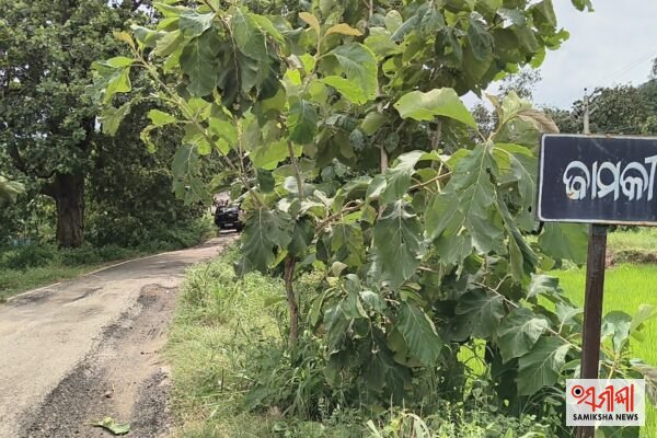 ପଣ୍ଡରେନ୍‌ରୁ ଜାମକି ଯିବା ରାସ୍ତା ଶୋଚନୀୟ – ସମୀକ୍ଷା ଖବର