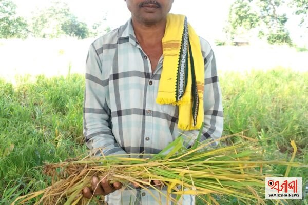 ମୁରିବାହାଲରେ ହାତୀ ଆତଙ୍କ, ଫସଲ ଓ ଘରଦ୍ୱାର ନଷ୍ଟ, ଚିନ୍ତାରେ ଚାଷୀ – ସମୀକ୍ଷା ଖବର