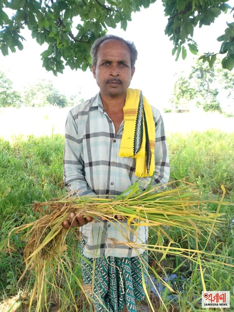 ମୁରିବାହାଲରେ ହାତୀ ଆତଙ୍କ, ଫସଲ ଓ ଘରଦ୍ୱାର ନଷ୍ଟ, ଚିନ୍ତାରେ ଚାଷୀ – ସମୀକ୍ଷା ଖବର