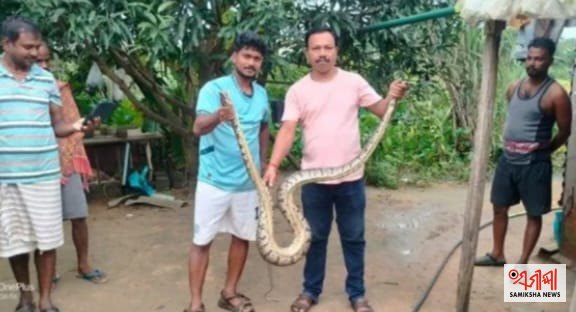 ତିନିଟ କୁକୁଡ଼ା ଗିଳି ଦେଇଥିବା ବିଶାଳ ଅଜଗର ଉଦ୍ଧାର ; ସୁରକ୍ଷିତ ସ୍ଥାନରେ ଛାଡ଼ିଲେ ସାପ ଉଦ୍ଧାରକାରୀ – ସମୀକ୍ଷା ଖବର
