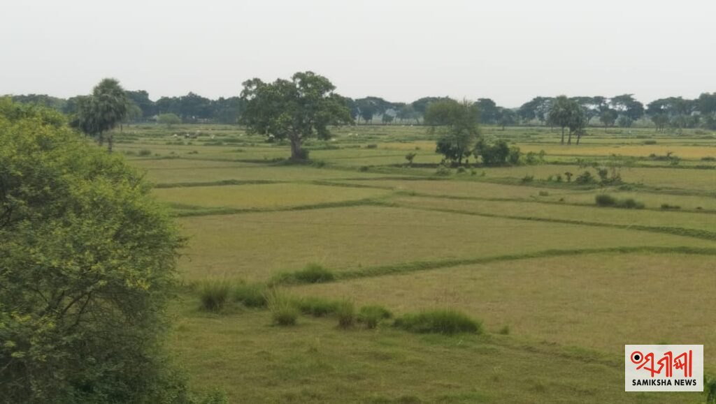  ଧାମନଗର-ଉଜୁଡିଗଲା ଧାନ ବିଲ, ଚରୁଛନ୍ତି ଗୋରୁ: ବନ୍ୟା ଦାଉରୁ ଚାଷୀ ସର୍ବସ୍ୱାନ୍ତ – ସମୀକ୍ଷା ଖବର