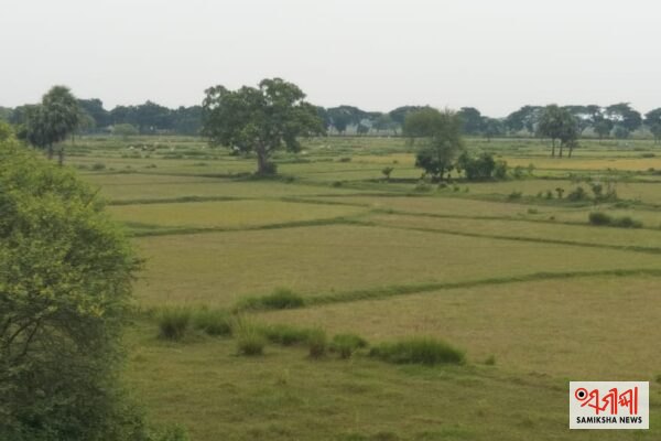 ​ ଧାମନଗର-ଉଜୁଡିଗଲା ଧାନ ବିଲ, ଚରୁଛନ୍ତି ଗୋରୁ: ବନ୍ୟା ଦାଉରୁ ଚାଷୀ ସର୍ବସ୍ୱାନ୍ତ – ସମୀକ୍ଷା ଖବର