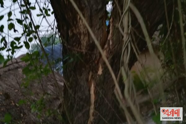 ଅଦ୍ଭୁତ ଦୃଶ୍ୟ: ବାଲିକୁଦାରେ ଗଛ ଗଣ୍ଡିଟି ଫାଟି ଦିଫାଳ – ସମୀକ୍ଷା ଖବର