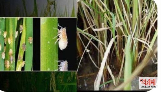 ଚାଷୀ ମାନଙ୍କ ଚିନ୍ତା ର କାରଣ ଚକଡା – ସମୀକ୍ଷା ଖବର