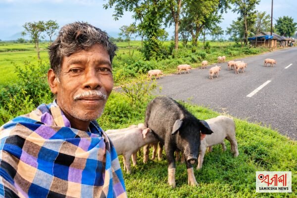 ମୟୂରଭଞ୍ଜରେ ଘୁଷୁରୀ ପାଳନ ଏକ ଲାଭଦାୟକ ବ୍ୟବସାୟ – ସମୀକ୍ଷା ଖବର