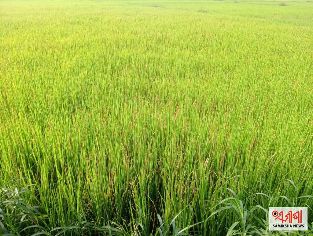 ଚାଷୀଙ୍କ ମୁଣ୍ଡରେ ଚଡ଼କ:ଲାଗିଛି ଚକଡା ପୋକ – ସମୀକ୍ଷା ଖବର