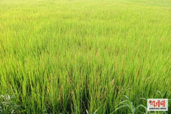 ଚାଷୀଙ୍କ ମୁଣ୍ଡରେ ଚଡ଼କ:ଲାଗିଛି ଚକଡା ପୋକ – ସମୀକ୍ଷା ଖବର