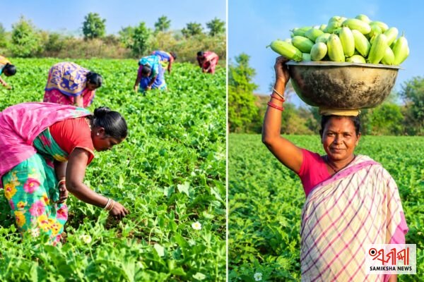 ଉପକୂଳ ଓଡ଼ିଶାର ନଦୀ ପଠାରେ ବଢୁଛି ପନୀପରିବା ଚାଷ, ଚାଷୀଙ୍କ ମୁହଁରେ ଫୁଟୁଛି ହସ – ସମୀକ୍ଷା ଖବର