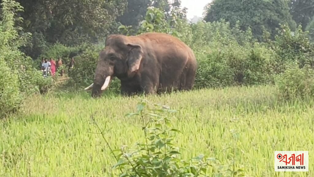କୁଚିଣ୍ଡାର ଘୋଷା ଅଞ୍ଚଳରେ ଦନ୍ତାହାତୀ ‘ରାଜୁ’ ସହ ୬ ଟିକିଆ ହାତୀପଲର ଉପସ୍ଥିତି, ଆତଙ୍କରେ ଅଞ୍ଚଳବାସୀ – ସମୀକ୍ଷା ଖବର