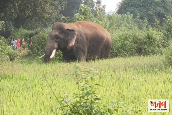 କୁଚିଣ୍ଡାର ଘୋଷା ଅଞ୍ଚଳରେ ଦନ୍ତାହାତୀ ‘ରାଜୁ’ ସହ ୬ ଟିକିଆ ହାତୀପଲର ଉପସ୍ଥିତି, ଆତଙ୍କରେ ଅଞ୍ଚଳବାସୀ – ସମୀକ୍ଷା ଖବର