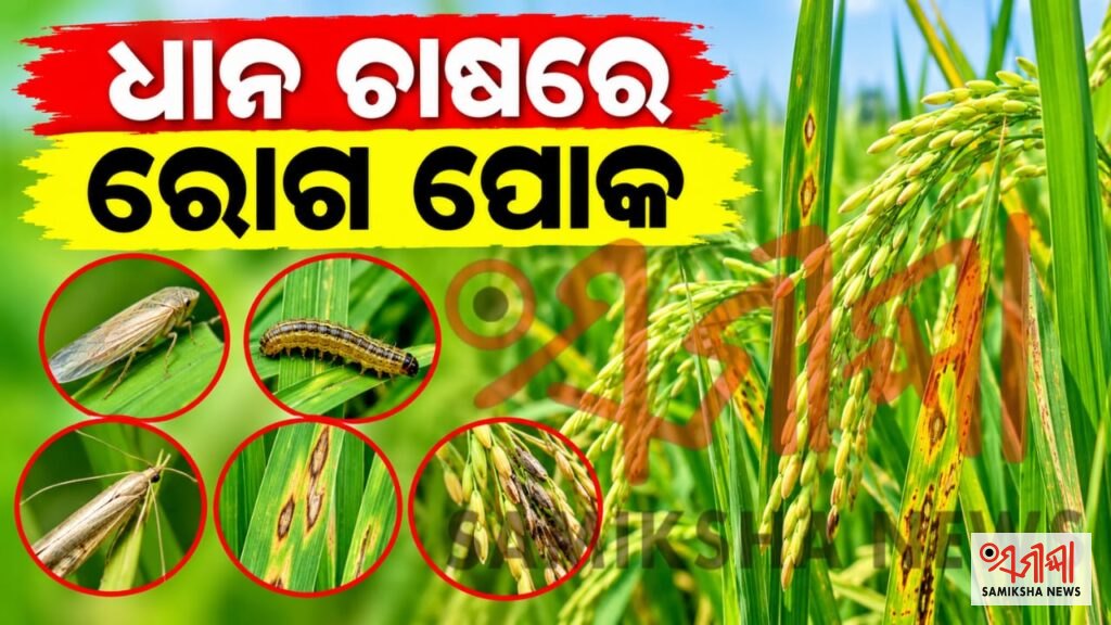 ବର୍ତମାନ ସମୟରେ ଧାନ ଚାଷରେ ରୋଗ ପୋକର ମୁଖ୍ୟ ସମସ୍ୟା – ସମୀକ୍ଷା ଖବର