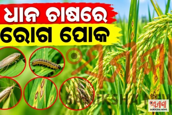 ବର୍ତମାନ ସମୟରେ ଧାନ ଚାଷରେ ରୋଗ ପୋକର ମୁଖ୍ୟ ସମସ୍ୟା – ସମୀକ୍ଷା ଖବର
