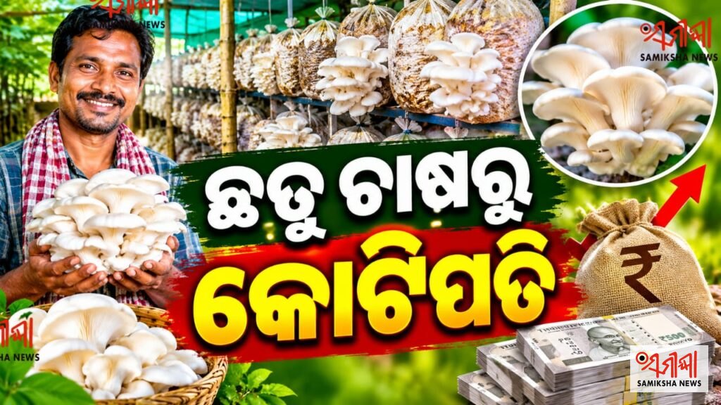 ଛତୁ ଚାଷରୁ କୋଟିପତି ! – ସମୀକ୍ଷା ଖବର