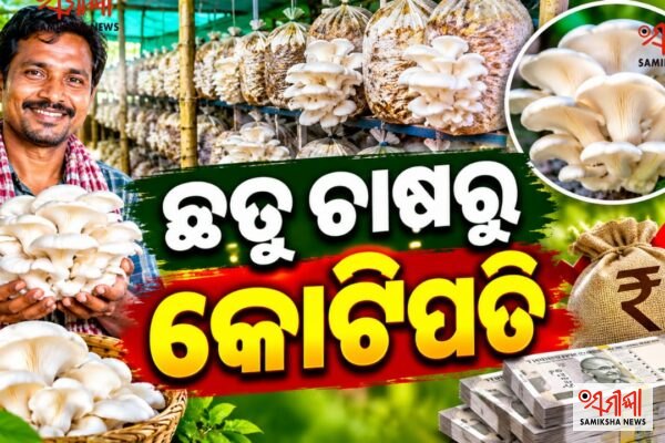 ଛତୁ ଚାଷରୁ କୋଟିପତି ! – ସମୀକ୍ଷା ଖବର